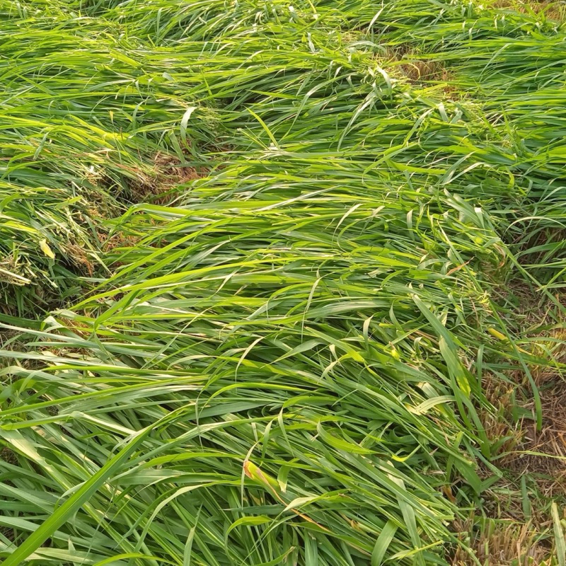 ✅ กินนี กินนี่มอมบาซ่า เมล็ดกินนี่มอมบาซา 1 กิโลกรัม (พร้อมปลูก) - รูปที่ 5