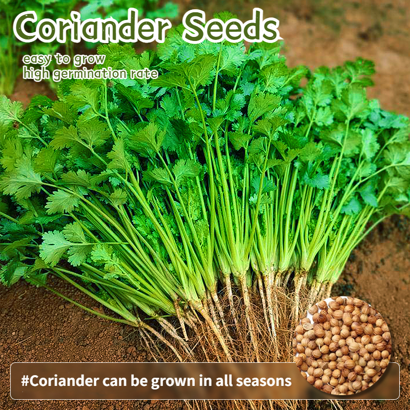 เมล็ดผักชี ผักชี บรรจุ 100 เมล็ด Coriander Seeds Organic Vegetable Seeds ปลูกได้ตลอดปี เมล็ดงอกสูง ปลูกง่าย