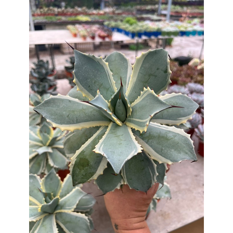 Agave *parryi Cream Spike* ขนาดกระถาง 6 นิ้วไม้ใหญ่ล้นกระถาง
