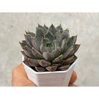 Echeveria Roman กุหลาบหิน ไม้อวบน้ำ จัดสวนถาด ขนาด 2 นิ้ว