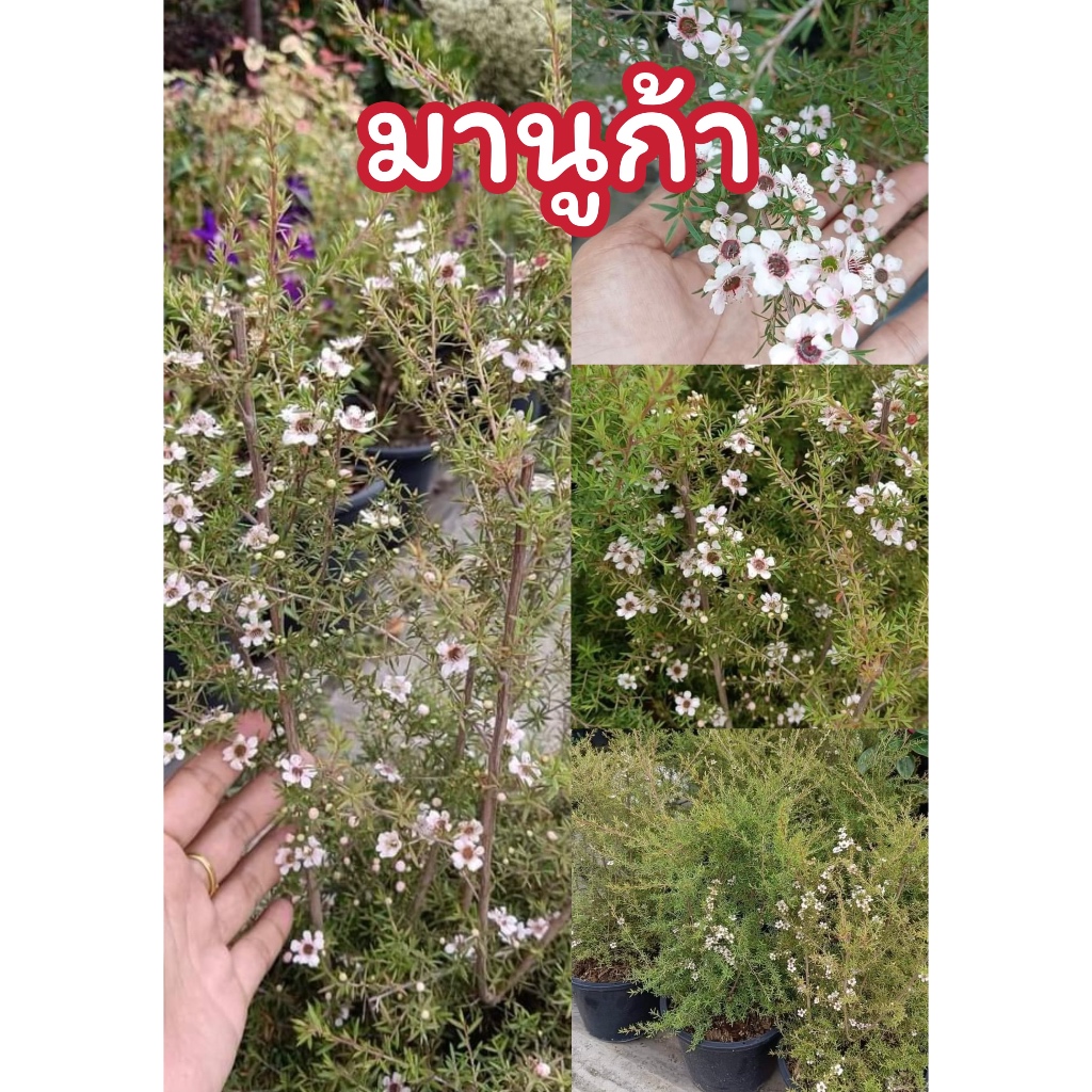 (รับ1ต้น) #มานูก้า(Manuka) 🏠ป้าจีน