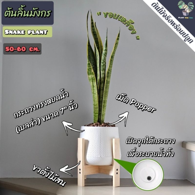 💤ลิ้นมังกร(Snake Plant) มี3สายพันธุ์  ต้นสูง40-50ซม. พร้อมกระถางครบชุดพร้อมปลูก (ต้นไม้ฟอกอากาศ) รูปที่ 8
