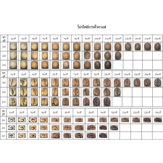 ( 250กรัม )เมล็ดกาแฟคั่ว โรบัสต้าชุมพรเเท้ 100% คั่วใหม่ทุกวัน ทุกออเดอร์ เกรด AAA