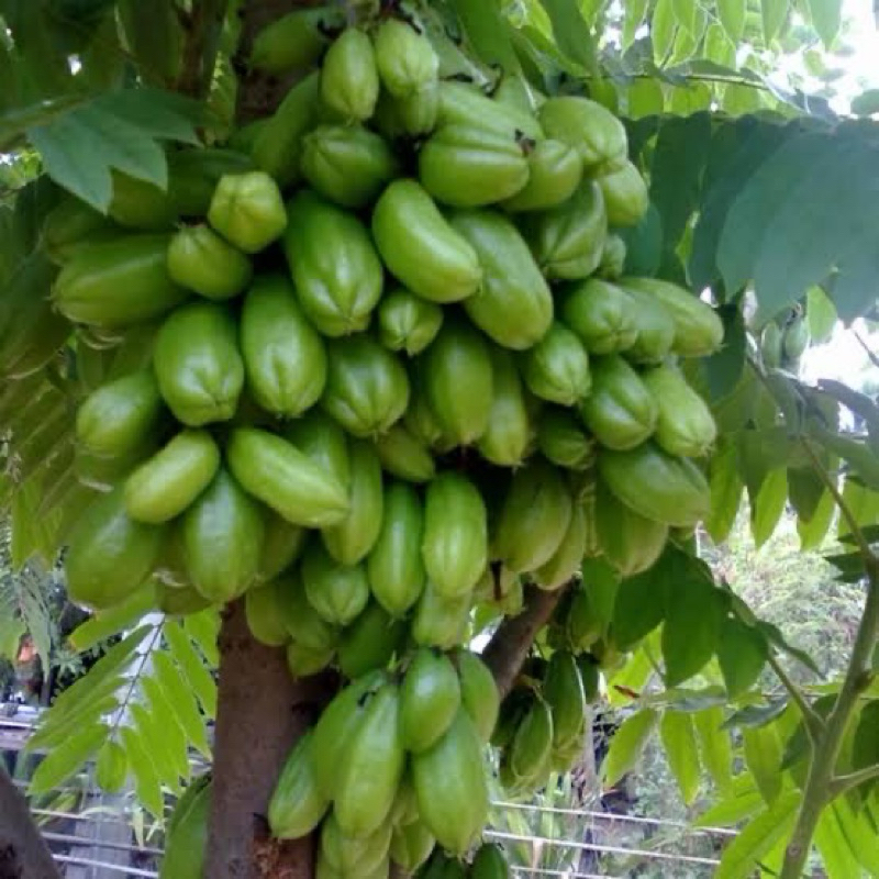 ต้นกล้าตะลิงปลิง สูง 40-50cm.