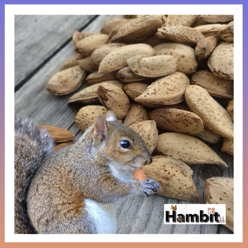 Hambit. อัลมอนด์ป่า สำหรับกระรอก แฮมเตอร์ หนู ชูการ์ ธรรมชาติ100% ขนาด 50 กรัม