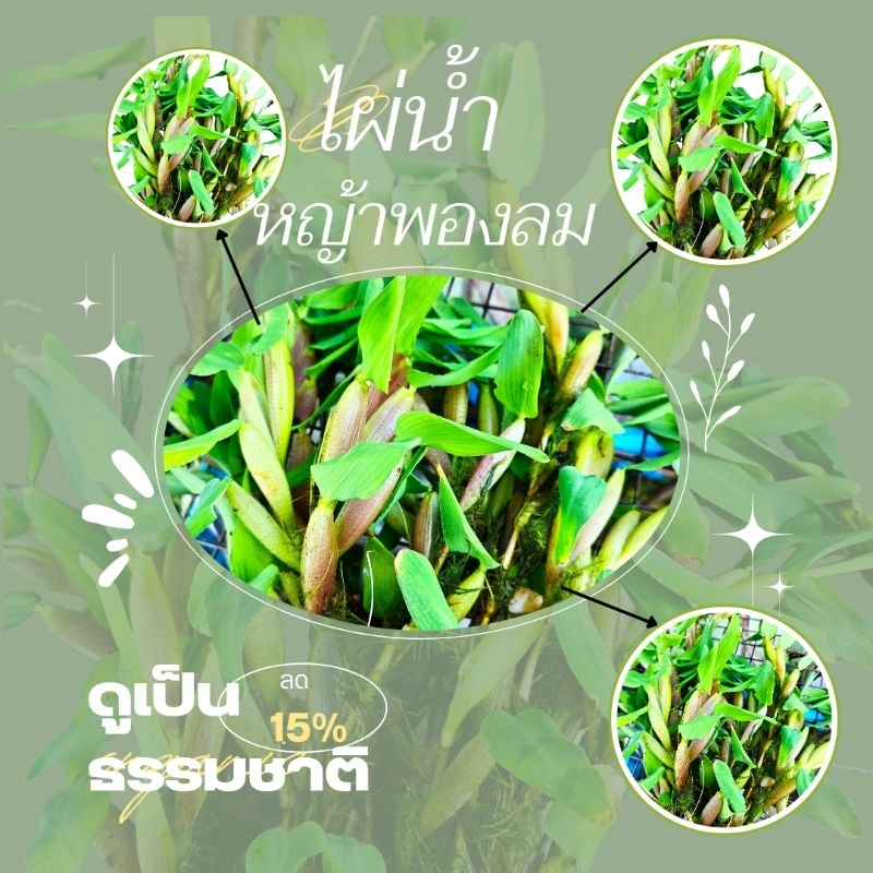 หญ้าพองลม 50g และ 100g. ใส่อ่างปลา โหลปลา สวยงาม ทน ไม่มีตะกอน