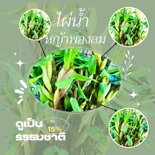 หญ้าพองลม 50g และ 100g. ใส่อ่างปลา โหลปลา สวยงาม ทน ไม่มีตะก…
