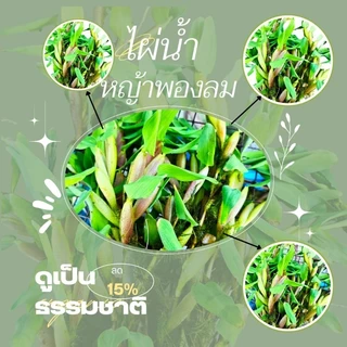 หญ้าพองลม 50g และ 100g. ใส่อ่างปลา โหลปลา สวยงาม ทน ไม่มีตะกอน