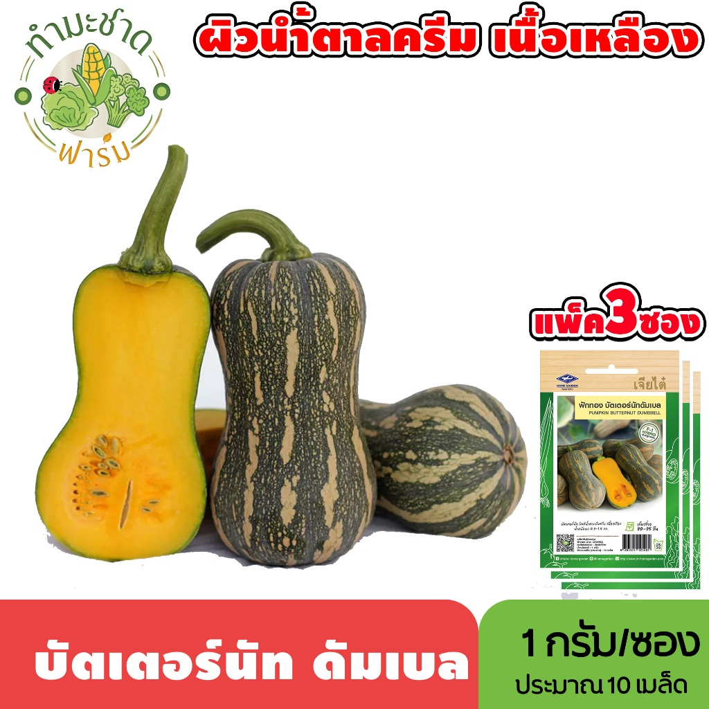 [แพ็ค 3 ซอง] เจียไต๋ เมล็ดพันธุ์ บัตเตอร์นัท ดัมเบล ขนาดซองละ1กรัม ประมาณ10 เมล็ด/ซอง Pumpkin Butternut ฟักทอง เมล็ดพันธ