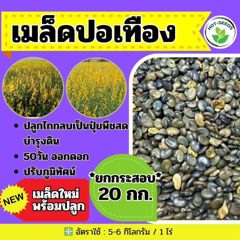 ปอเทือง เมล็ดปอเทือง 20 กก.เมล็ดใหม่ (รับประกันการงอก)