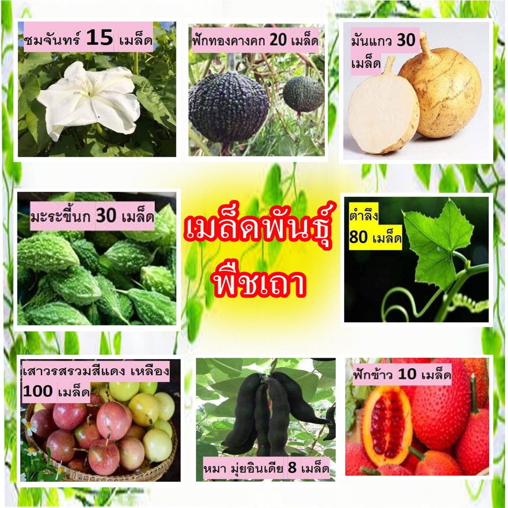 พืชผัก พืชเถาสวนแทนใจไร่ดอกเหงื่อ เมล็ดพันธุ์ปลูกต่อได้