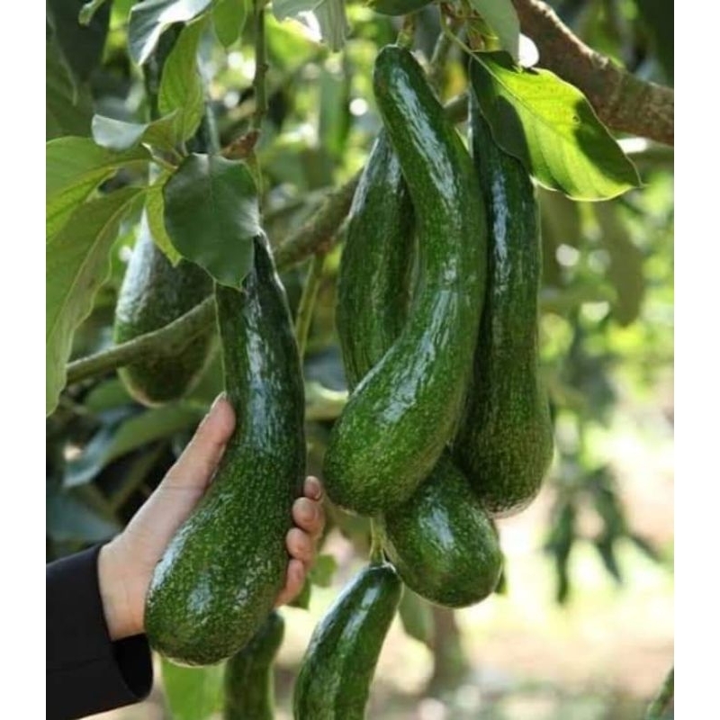 ต้นอะโวคาโด034 ต้นขนาด60-70ซม.