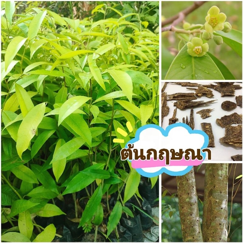 ต้นกฤษณา ไม้หอม ราคาเเพง ต้นพันธุ์เเข็งเเรงพร้อมปลูก สินค้าเสียหายยินดีเคลมฟรี