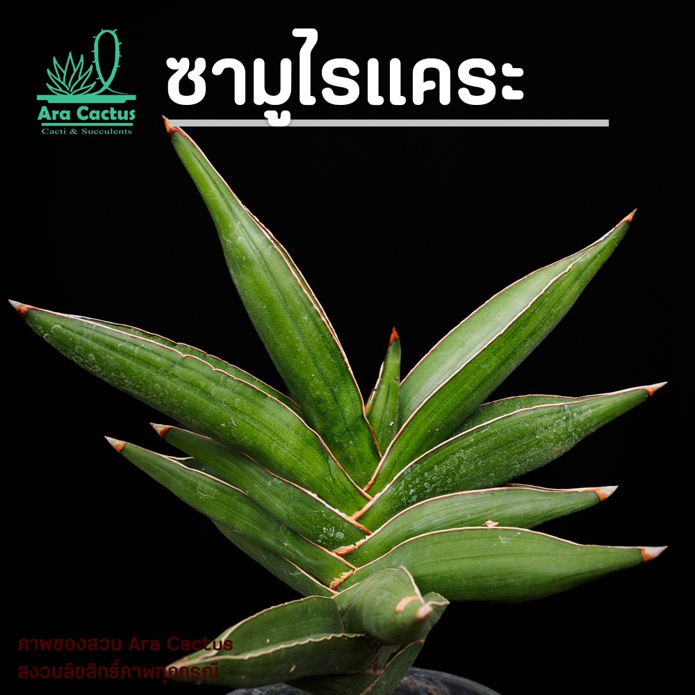 สองต้นสุดท้าย! ลิ้นมังกรซามูไรแคระ ต้นใหญ่ Sansevieria Samurai Dwarf ไซส์กระถาง 6 นิ้ว ต้นไม้ประดับ อวบน้ำ ไม้ฟอกอากาศ