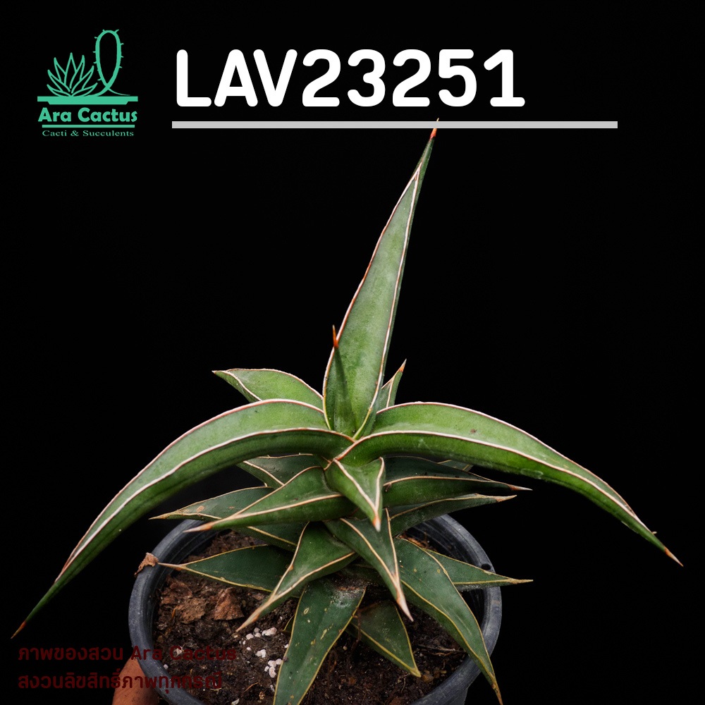 ขายโล๊ะ! ลิ้นมังกร Sansevieria LAV23251 ไม้เขียว ไซส์กระถาง 4 นิ้ว ต้นไม้ประดับ อวบน้ำ ไม้ฟอกอากาศ