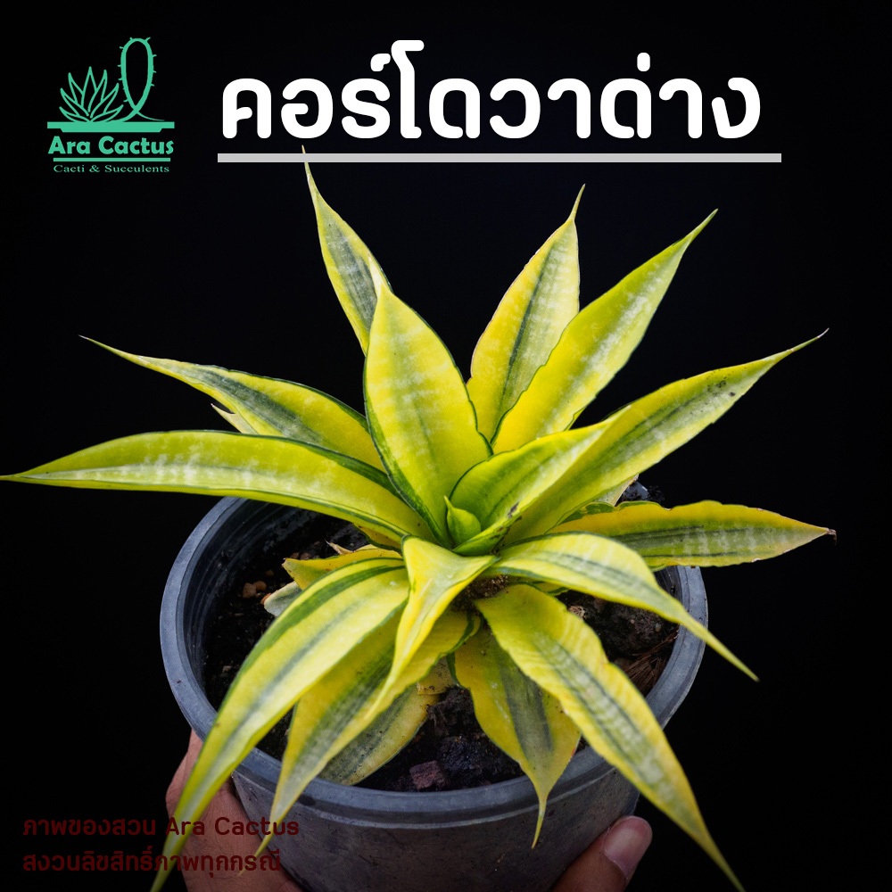สวนขายเอง! ลิ้นมังกรคอร์โดว่าด่าง Sansevieria cordova variegata  ไซส์กระถาง 4 นิ้ว ต้นไม้ประดับ อวบน้ำ ไม้ฟอกอากาศ