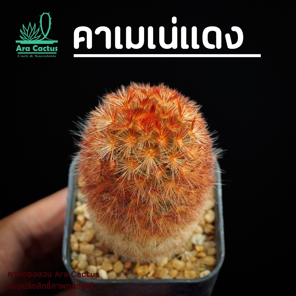 สวนขายเอง! แมมคาเมเน่แดงต้นใหญ่ Mammillaria carmenae ไซส์กระถาง 2 นิ้ว แคคตัส แคนตัส กระบองเพชร ตะบองเพชร ต้นไม้ประดับ