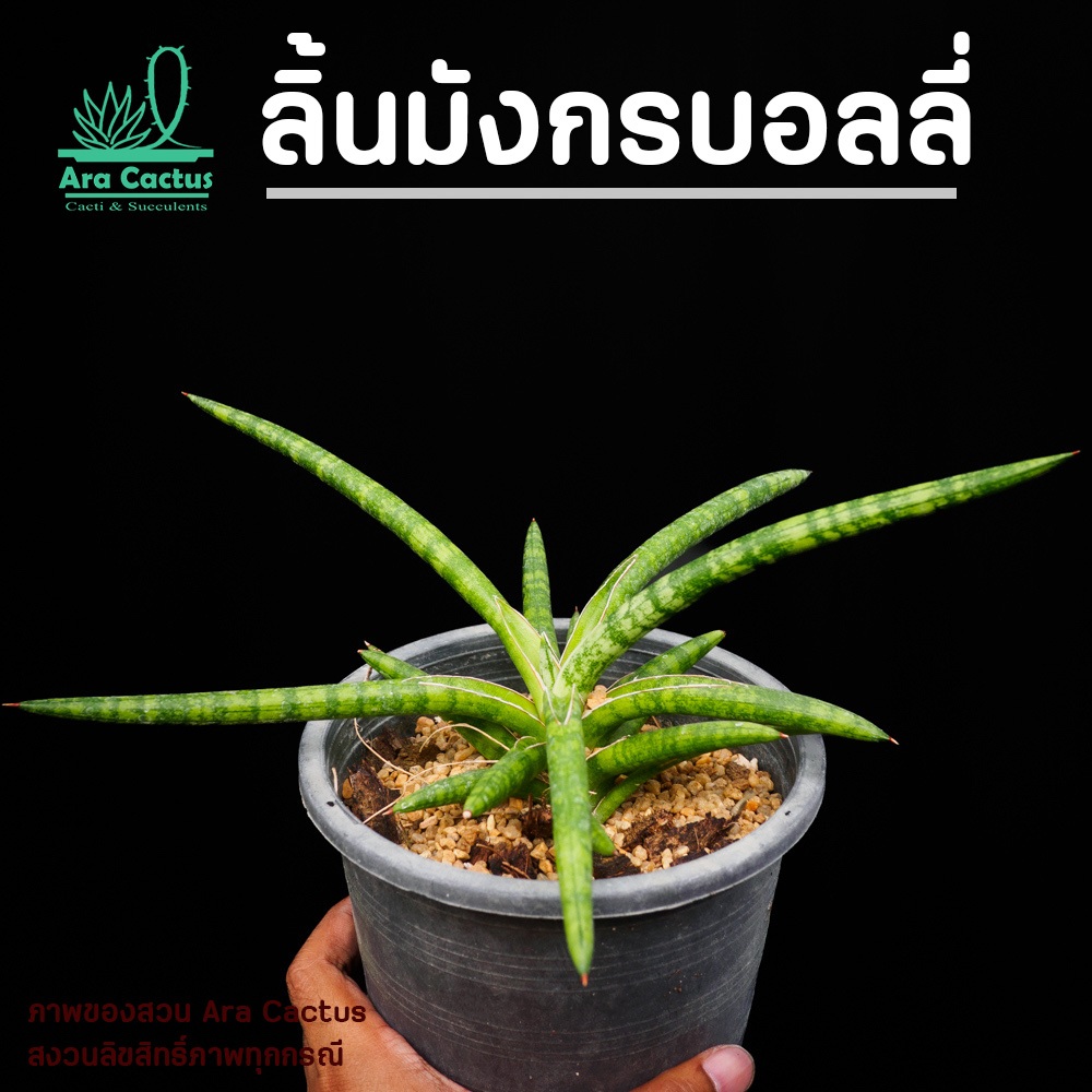 สวนขายเอง! ลิ้นมังกรบอลลี่ Sansevieria ballyi  ไซส์กระถาง 4 นิ้ว ต้นไม้ประดับ อวบน้ำ ไม้ฟอกอากาศ