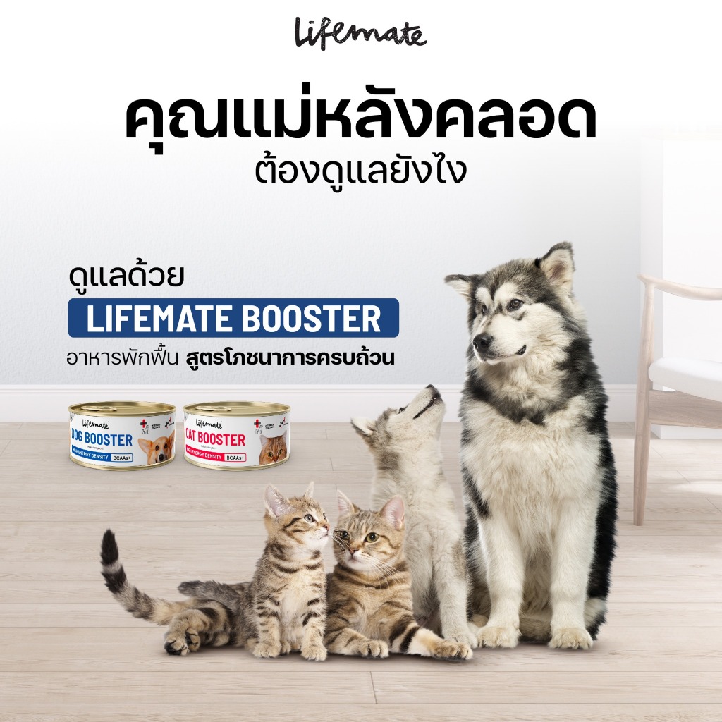 Lifemate Booster Dog&Cat อาหารพักฟื้นโภชนาการครบถ้วน รูปที่ 5