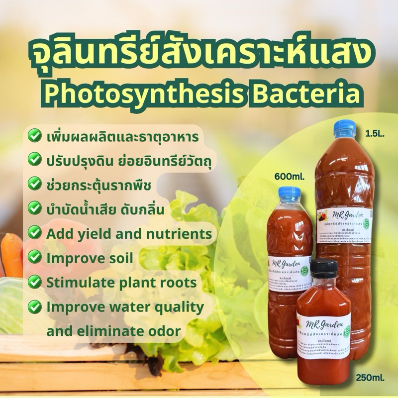 1.5ลิตร (Liter) หัวเชื้อ จุลินทรีย์สังเคราะห์แสง PSB สูตรเข้มข้น ขยายต่อได้ หัวเชื้อแท้ เร่งราก ดอก ผล ดก