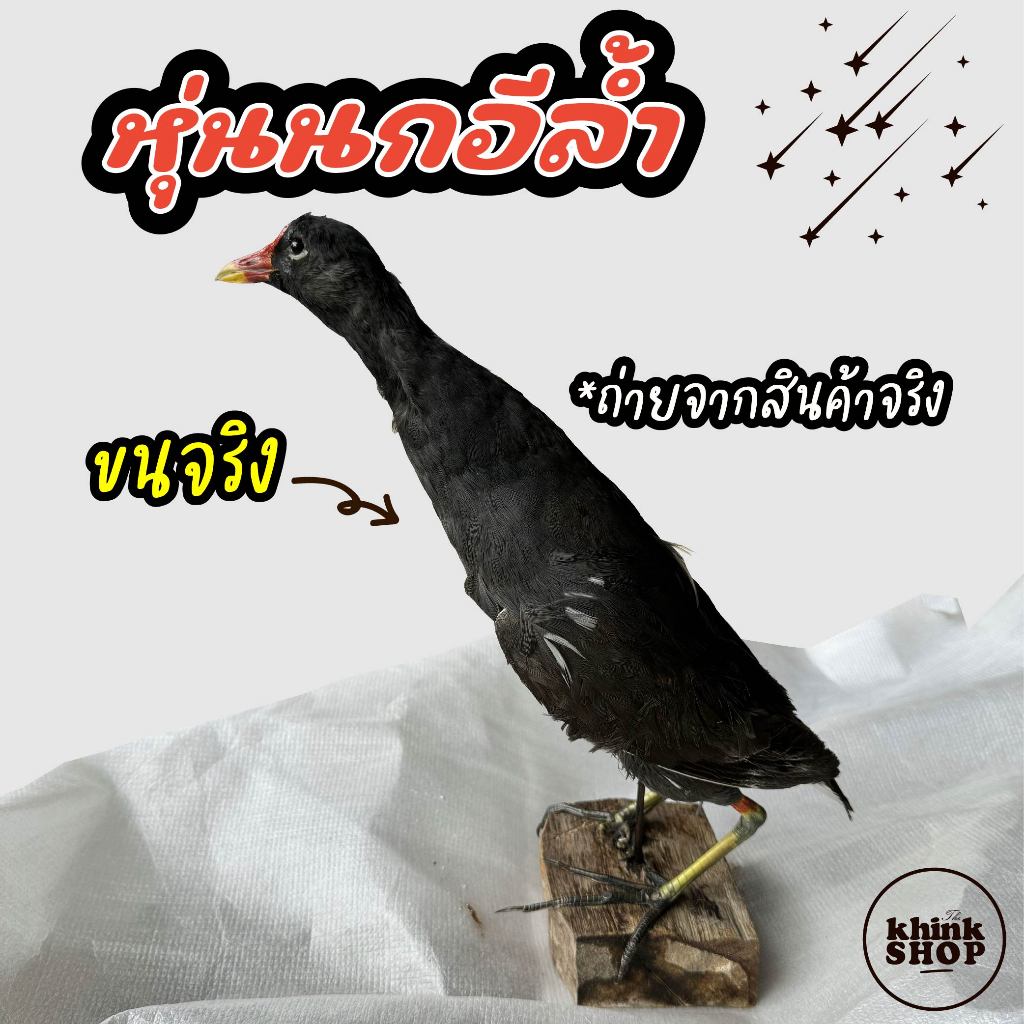 หุ่นนกอีล้ำ ของแท้ ขนจริง สวยๆ ใช้ล่อ ใช้ต่อ มีตัวได้แน่นอน