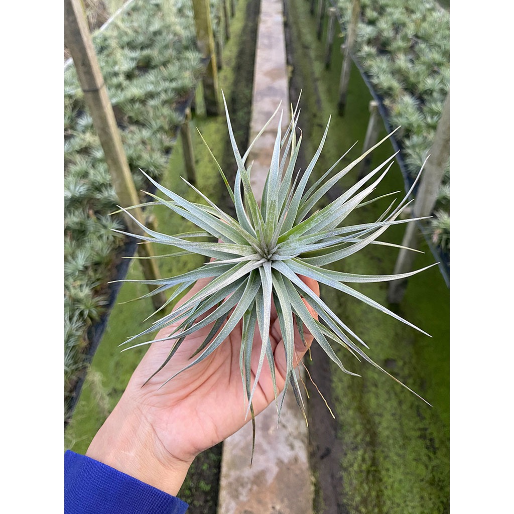ทิลแลนเซียคอตตอน แคนดี้ ดอกสีชมพูต้นเล็ก Tillandsia Cotton Candy สัปปะรดสี ไม้ฟอกอากาศ ไม้ประดับ