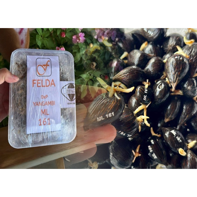 เมล็ดปาล์มยังกัมบิMl161