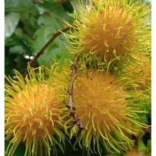 ต้นเงาะสีทองน้ำผึ้ง/แบบติดตา/ขนาด80-100ซม./ผลดกรสชาติหวาน