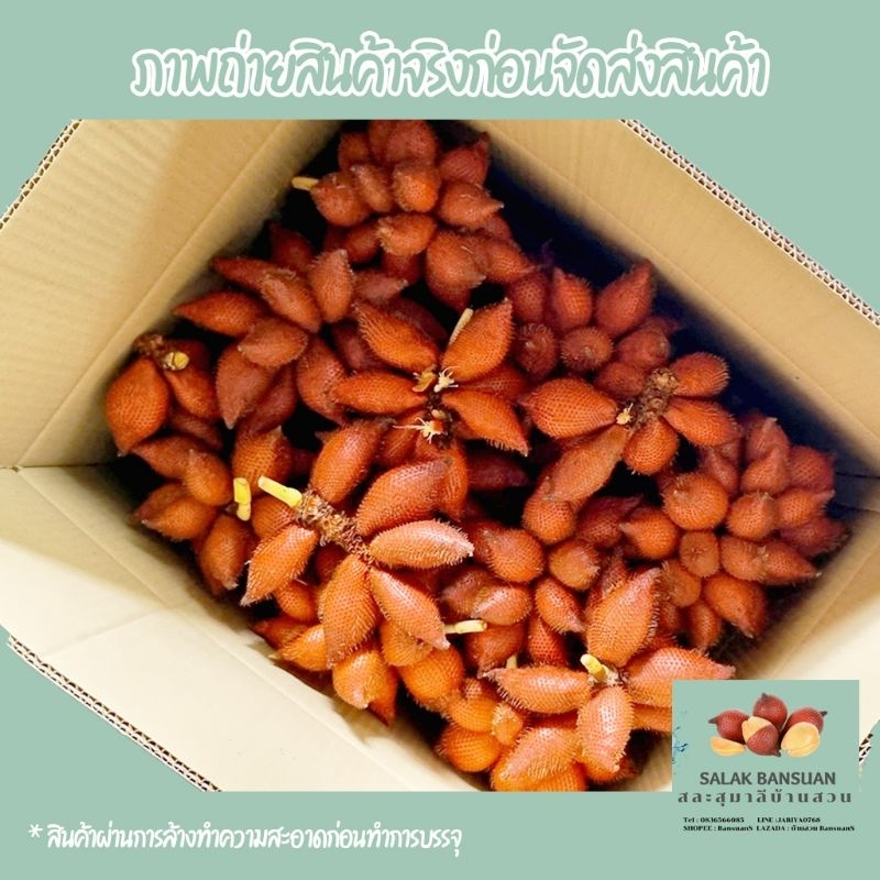 สละสุมาลี ขนาด 10 kg ตัดสดจากสวน (กรุณาสั่งครั้งละ 1 ออเดอร์) ราคา ถูกที่สุด ดีลบีเคเค