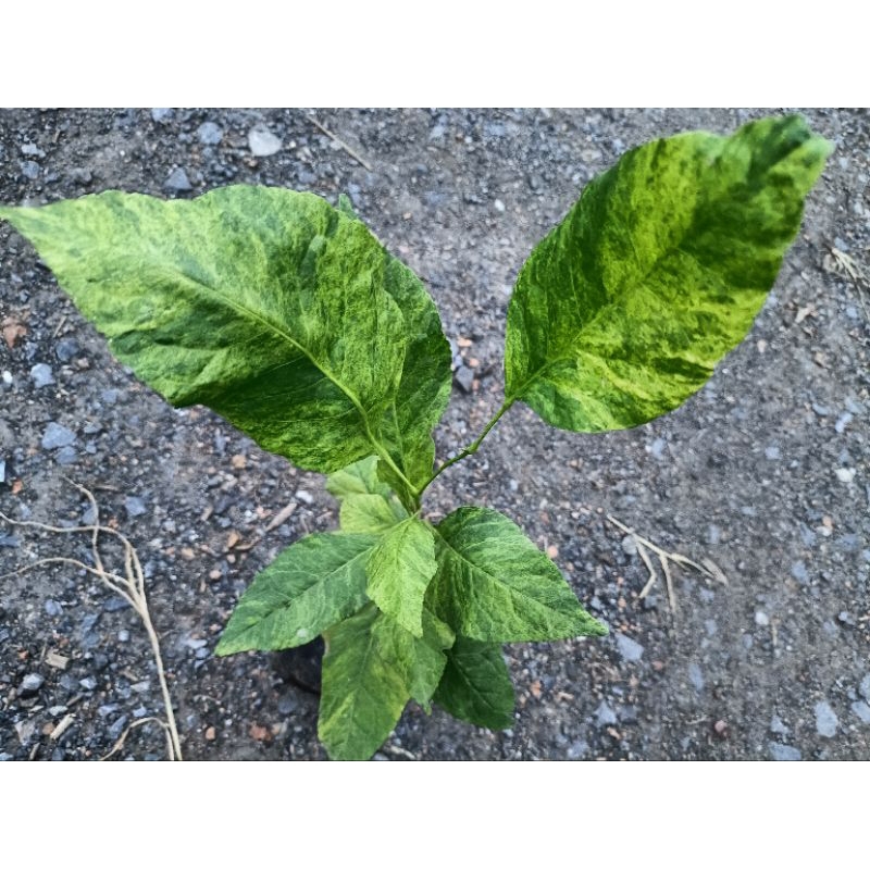 มะตูมด่างเหลือง(Bael aurea variegated)