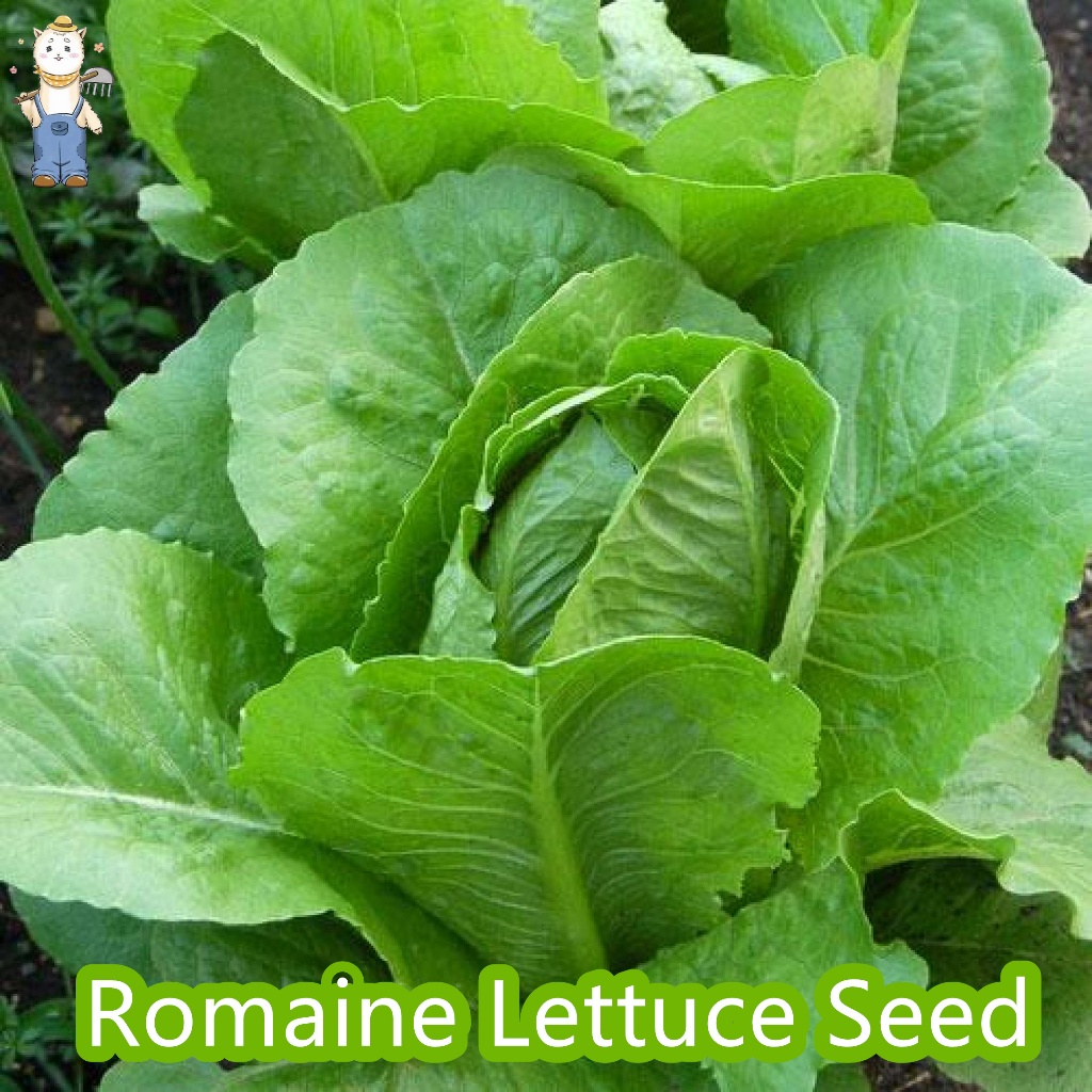 สลัดแก้ว ผักกาดแก้ว เมล็ดพันธุ์ ผักสลัด อัตราการงอกสูง Romaine Lettuce Seed 90% ขึ้น พร้อมวิธีการปลูก ซองละ 500 เมล็ด