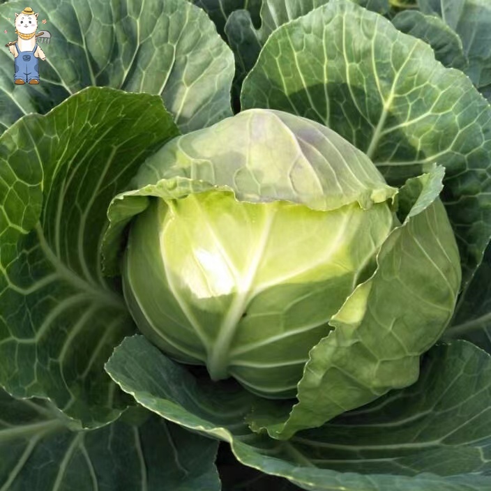 เมล็ดพันธุ์ กะหล่ำปลี เขียว กะหล่ำปลียักษ์ บรรจุ 150เมล็ด Green Cabbage Seed Organic Vegetable Seeds for planting