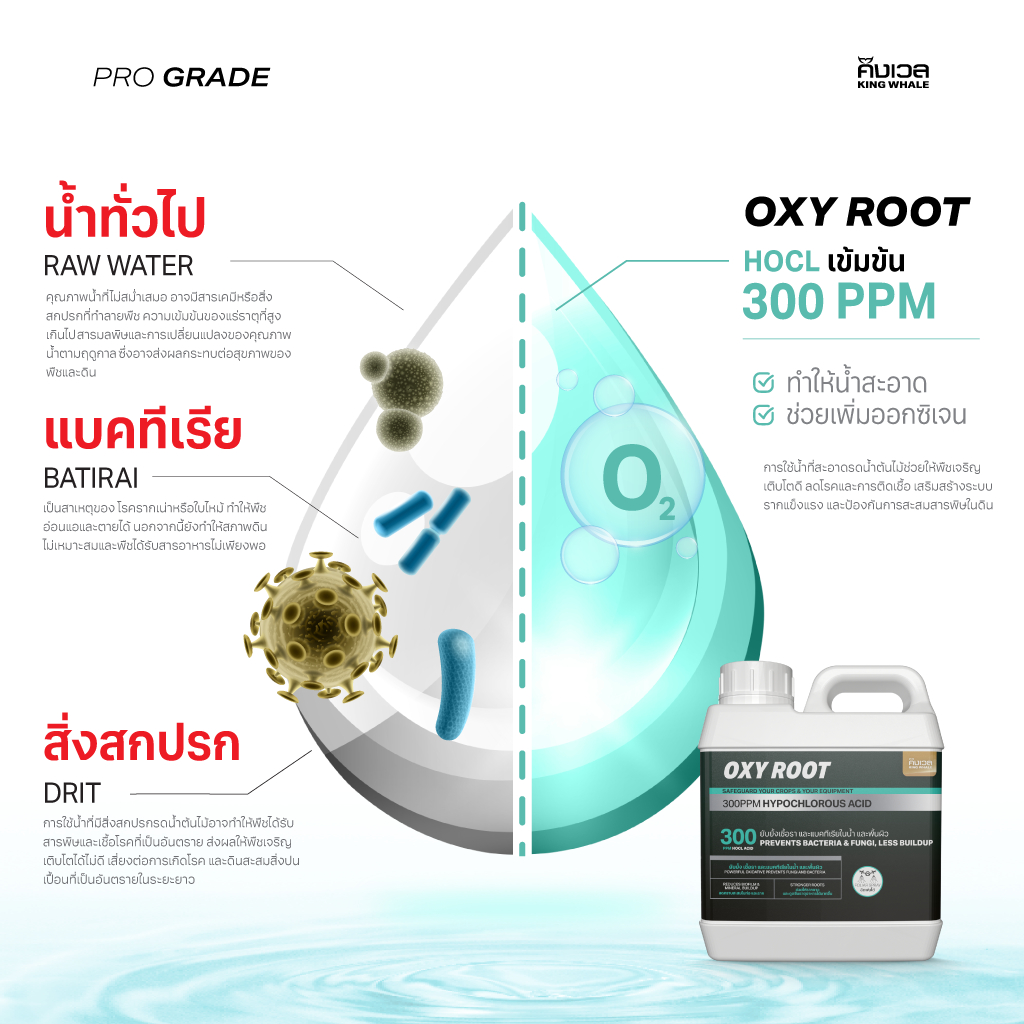 HOCl ACID เข้มข้น 300PPM ยับยั้งเชื้อราไม่ดี และแบคทีเรีย แก้รากเน่า สะอาดปล่อยภัย - OXYROOT อ๊อกซี่รูท (PART-C) | ปุ๋ย - รูปที่ 3