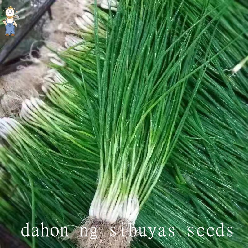 เมล็ดพันธุ์อินทรีย์ ปลูกกลางแจ้ง เมล็ดผัก เมล็ดผักสลัด (300 เมล็ด) เมล็ดพันธุ์ เมล็ดพันธุ์ผักสลัด งอกดี ปลูกผัก ผักสลัด