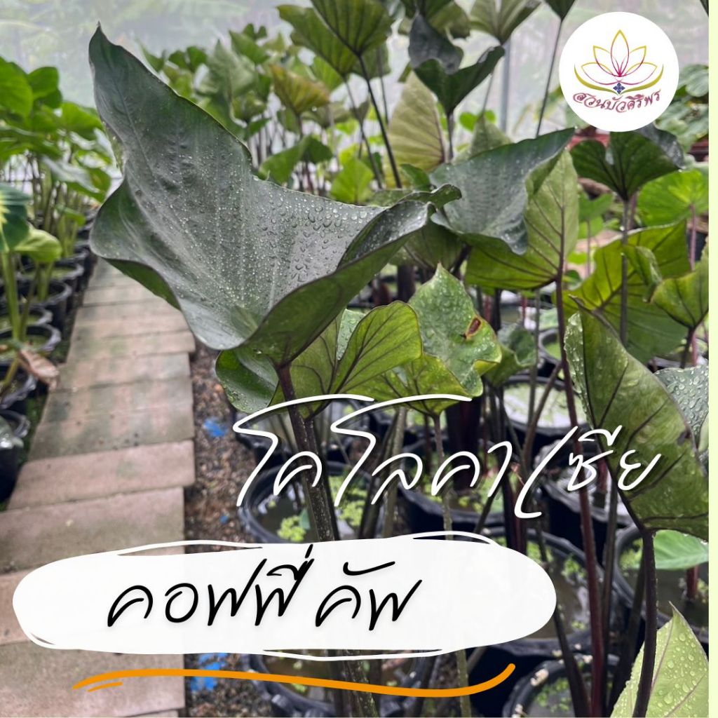 ซื้อ 1 แถม 1 โคโลคาเซีย คอฟฟี่คัพ เป็นต้นเพาะชำแล้วรากแน่น (Colocasia Coffee Cups)
