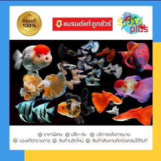 สำหรับปลาสวยงามทุกชนิด ,เม ทา ลีน บลู เสริมสำหรับตู้ปลา บ่อปลาสวยงาม อุปกรณ์เสริมปลาสวยงาม