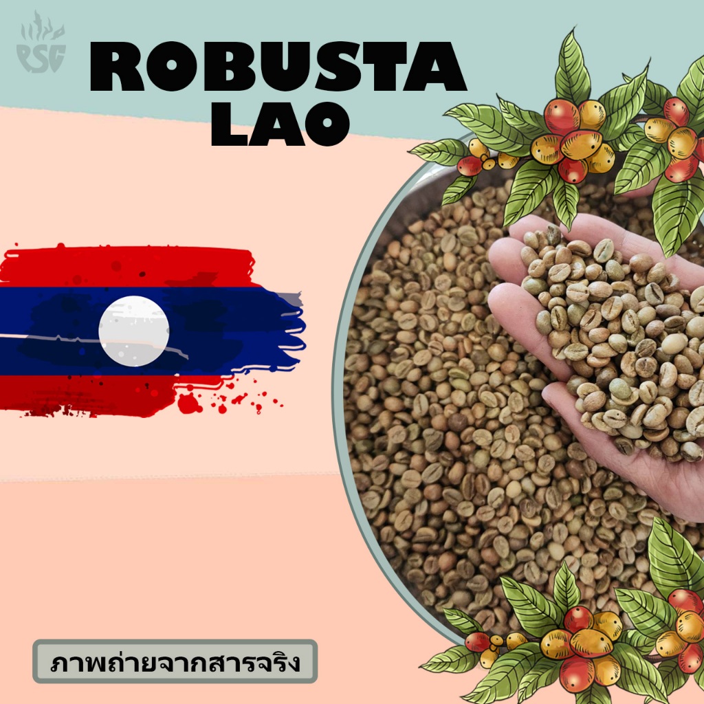 พรไพศาลกาแฟ สารกาแฟ โรบัสต้า ลาว Robusta Lao