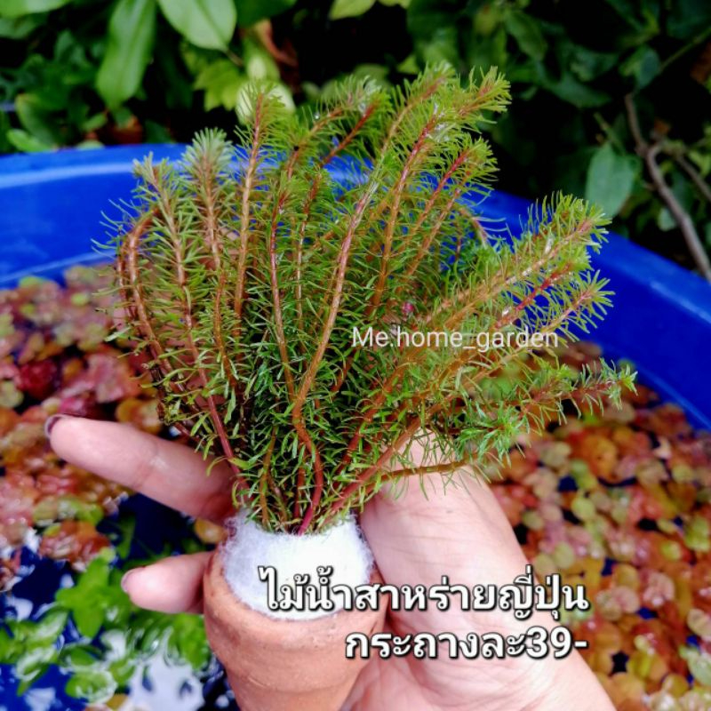 🍀🍀🍀สาหร่ายญี่ปุ่​น​ดอกสีม่วง​"พร้อมไม้น้ำกระถางดินเผา"