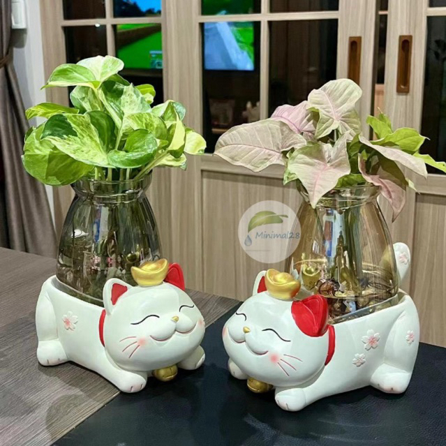 ไม้ฟอกอากาศ ต้นไม้มงคล เลี้ยงน้ำ Set แมวหูแดงตัวใหญ่ เลือกต้นไม้ได้ พร้อมปุ๋ยน้ำ #Minimal28