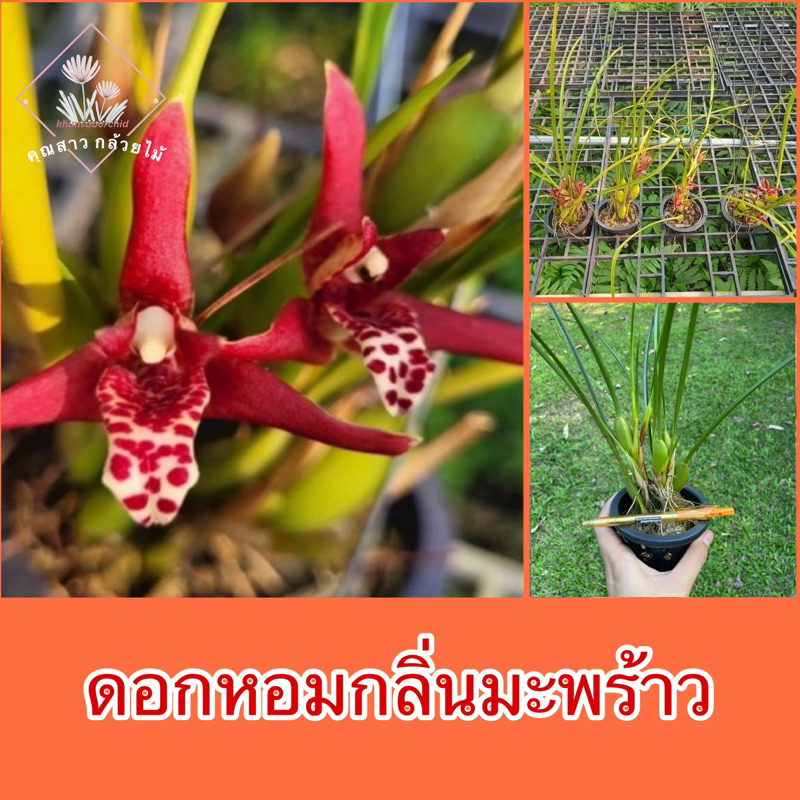กล้วยไม้ แมกซีลาเรีย ดอกหอมกลิ่นมะพร้าว ถ่ายภาพ 3 ต.ค 67