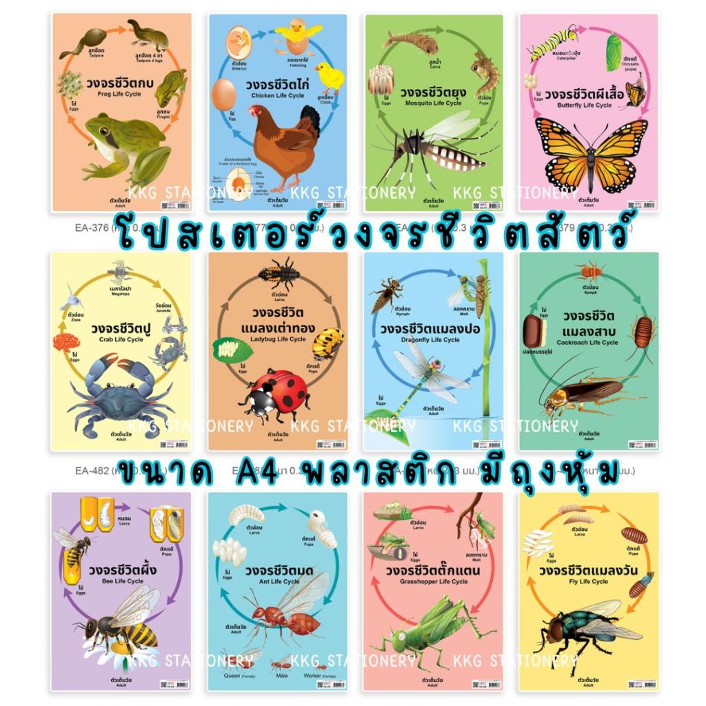 โปสเตอร์ความรู้ ชุดวงจรชีวิตสัตว์ ขนาดA4 เนื้อพลาสติก มีถุงหุ้ม วงจรชรวิตผีเสื้อ ไก่ มด กบ ยุง เต่าทอง แมลงวัน สองภาษา