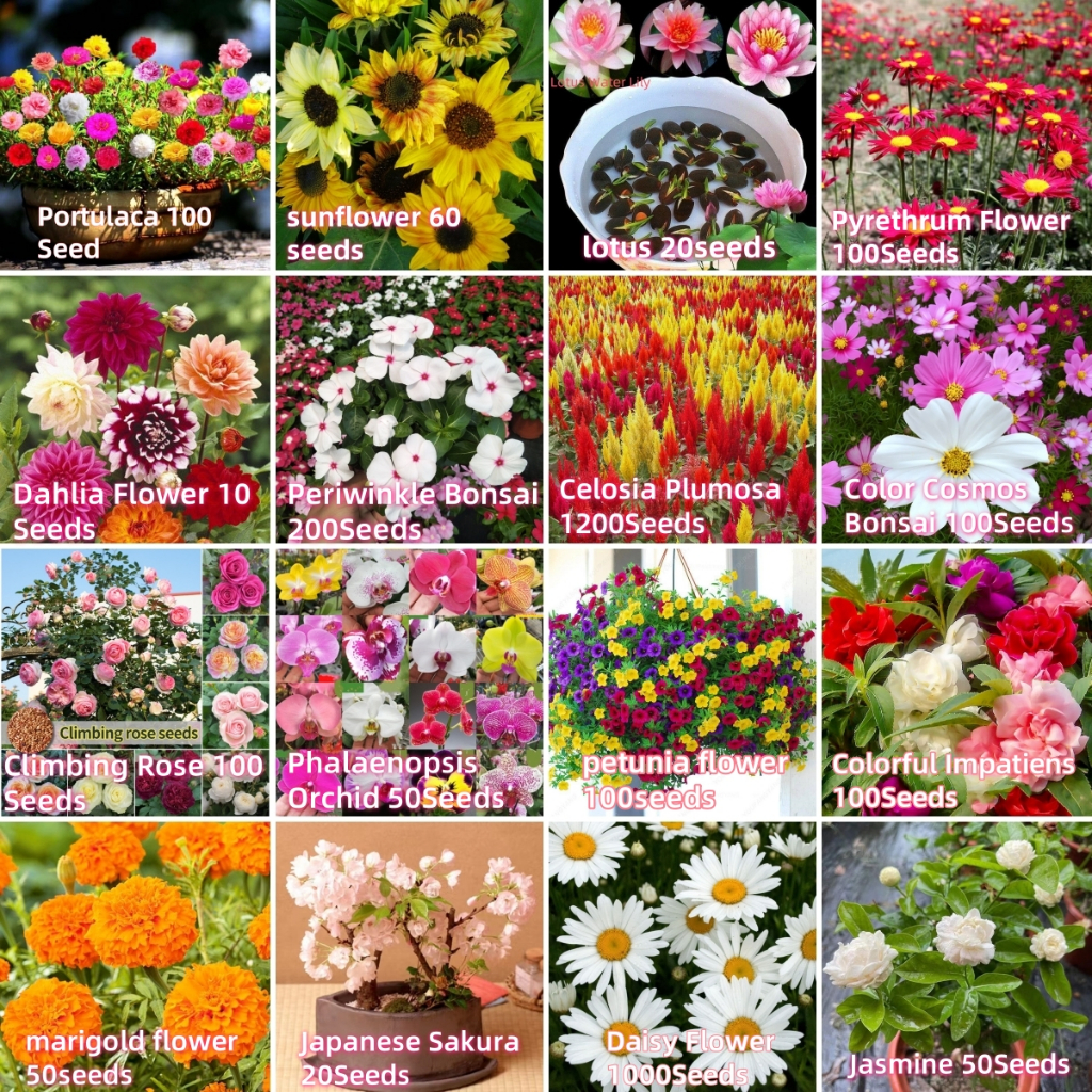 เมล็ดพันธุ์​ดอกไม้ นานาชนิด flower seeds for planting Portulaca sunflower Cosmos petunia Celosia Jasmine Dahlia Impatien
