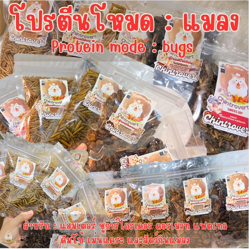 Chintrovert ✨| Protein bugs mode โปรตีนโหมด : แมลง | แฮมเตอร์ ชูการ์ไกร์เดอร์ ดอร์เมาท์ แฟตเทล และสัตว์กินแมลง