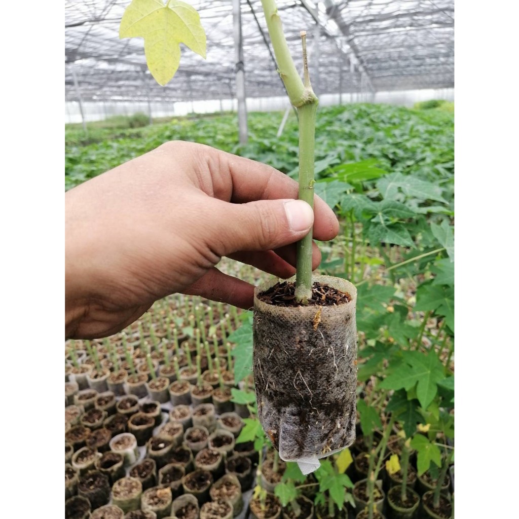 ถุงเพาะชำต้นกล้าแบบย่อยสลายได้ (แบบบาง) ขาย 100 ใบ