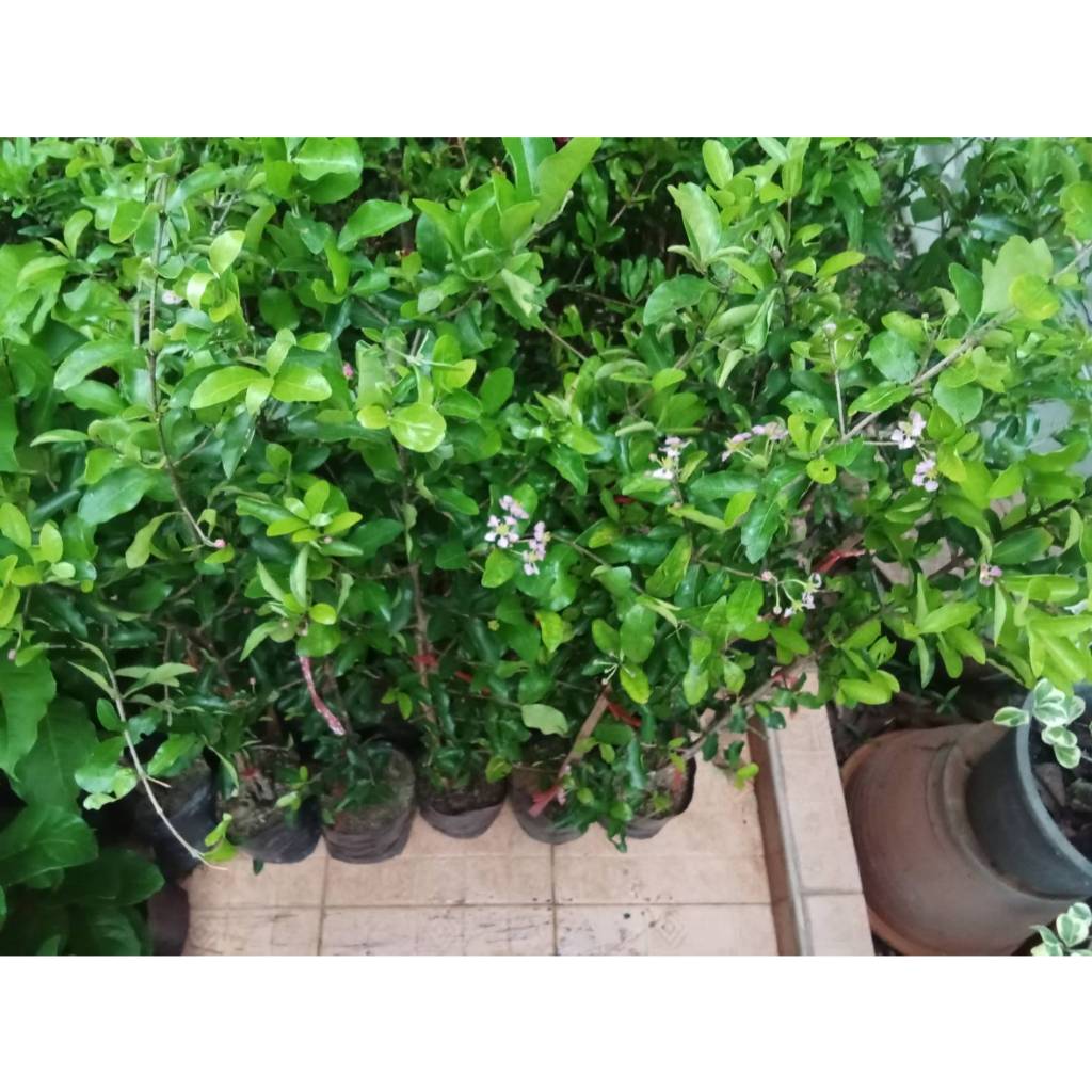 ต้นเชอร์รี่หวาน (แบบกิ่งตอน) ขนาดความสูง 60-70 ซม. - รูปที่ 5