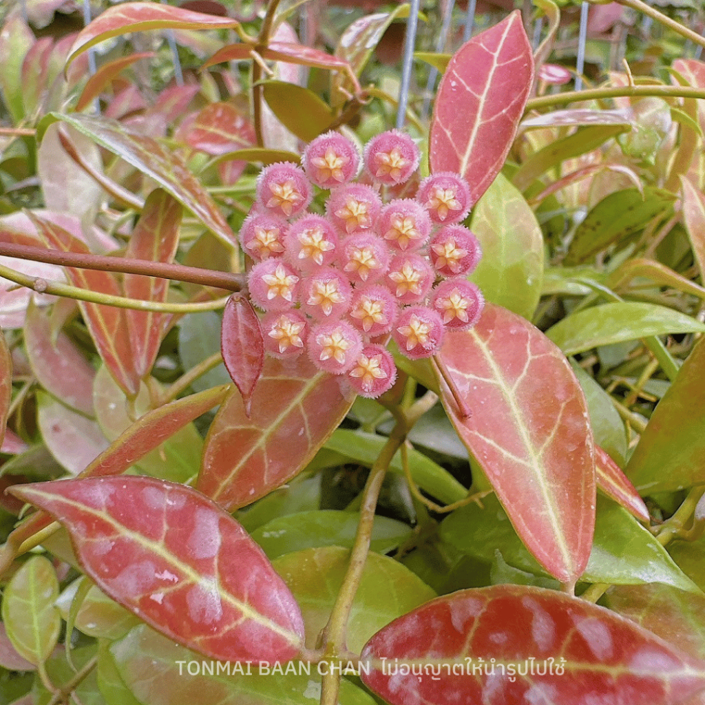 โฮย่ารีเบคก้า Hoya cv.rebecca ดอกสีชมพูอ่อน มีกลิ่นหอมเย็น ต้นใหญ่ส่งต้นติดดอก