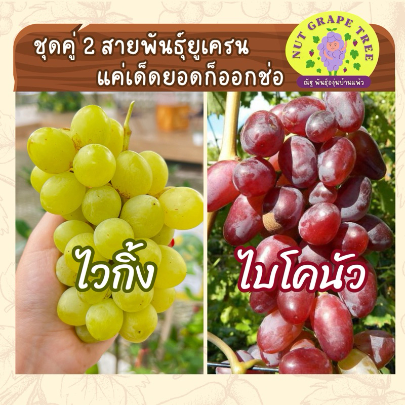 ต้นองุ่นยูเครน กิ่งตอนติดตา ชุดคู่ 🌲🍇 ไวกิ้ง ไบโคนัว ปลูกง่าย ดูแลง่าย ออกลูกง่าย รสชาติดี
