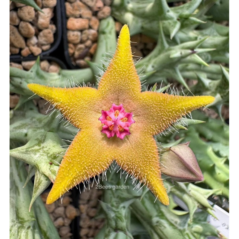 เก๋งจีน orbea araysiana hybrid กระถาง2นิ้ว