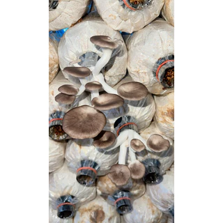 เชื้อเห็ดนางฟ้า 20 ก้อน พร้อมเปิด 🍄