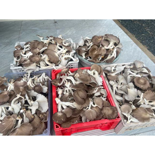 เชื้อเห็ดนางฟ้า 20 ก้อน พร้อมเปิด 🍄